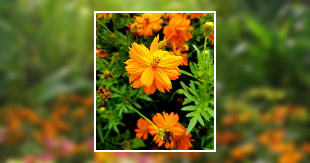 Portrait of Debra R. Delap