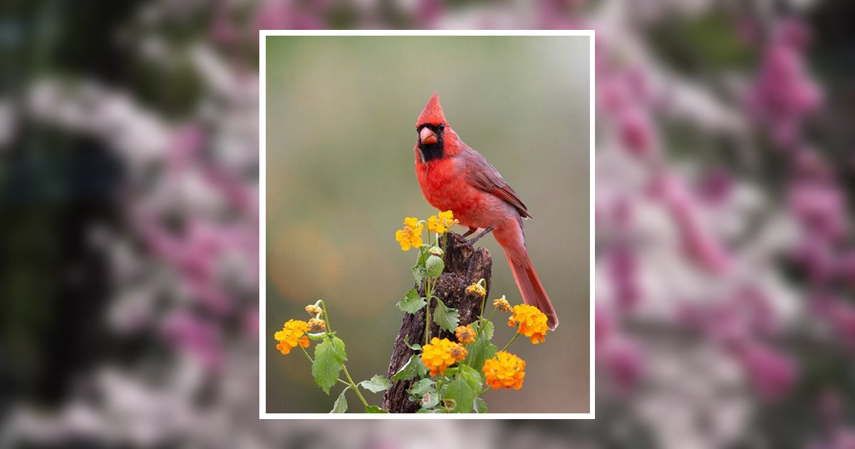 Mary A. Kaiser Ellis, KS Obituary