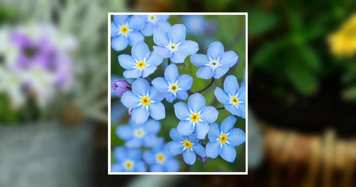 Mary C. Mcnally Obituary, Ambler, PA