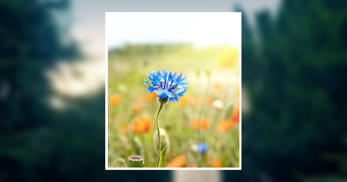 Mary Jean Steinbrook Obituary, Western, NE