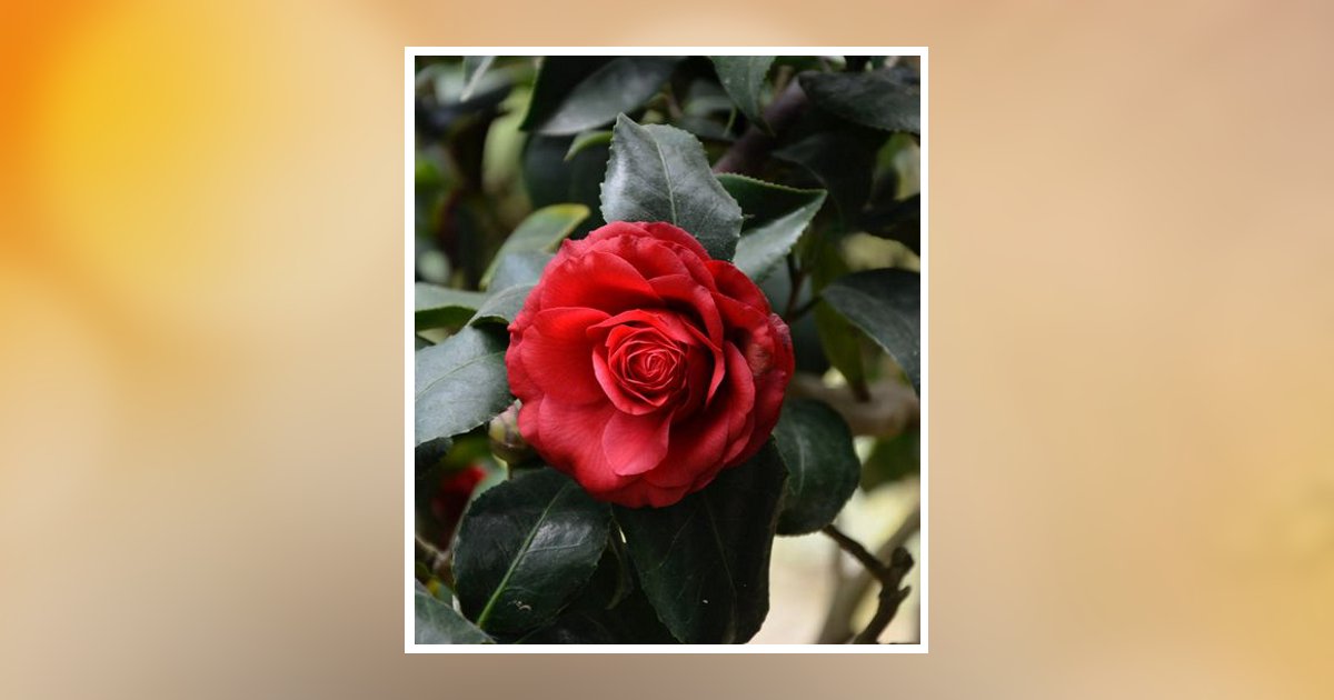 Nallely Yazmin Malagon Obituary, Moultrie, GA