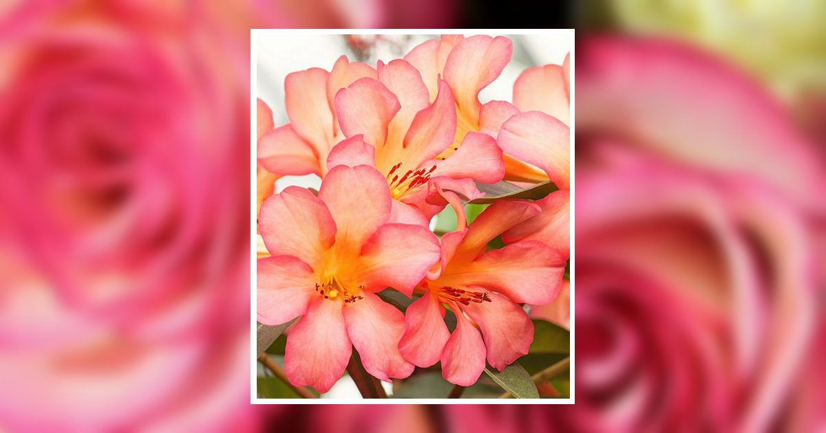 Patricia Diane Pearson Obituary, Elberton, GA