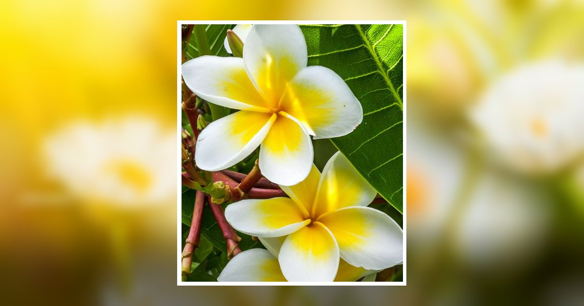 Jean C. Ney Obituary, Trotwood, OH