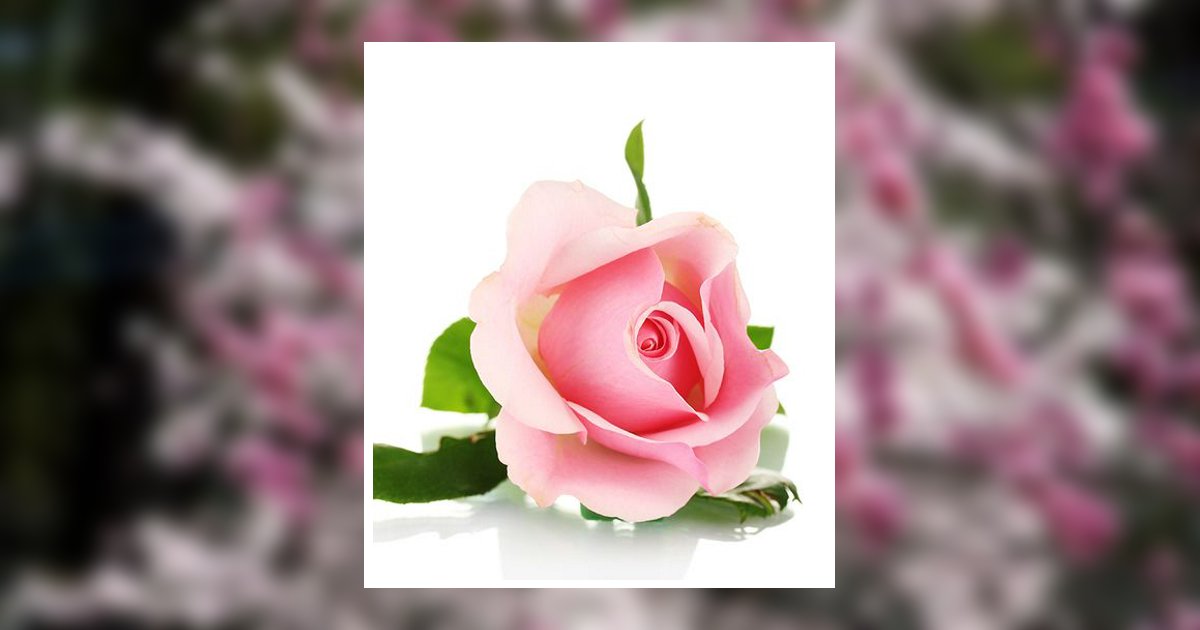 Sheila Justus Obituary, Lewisburg, TN