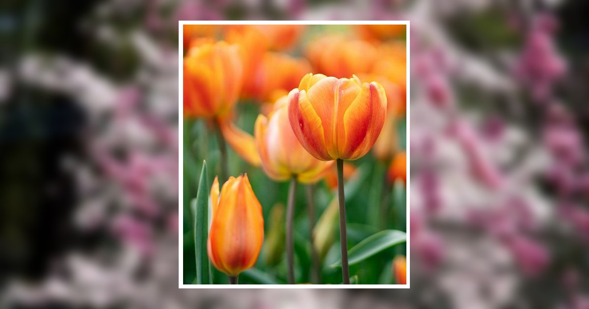 Donna Sue Carney Obituary, Somerville, NJ