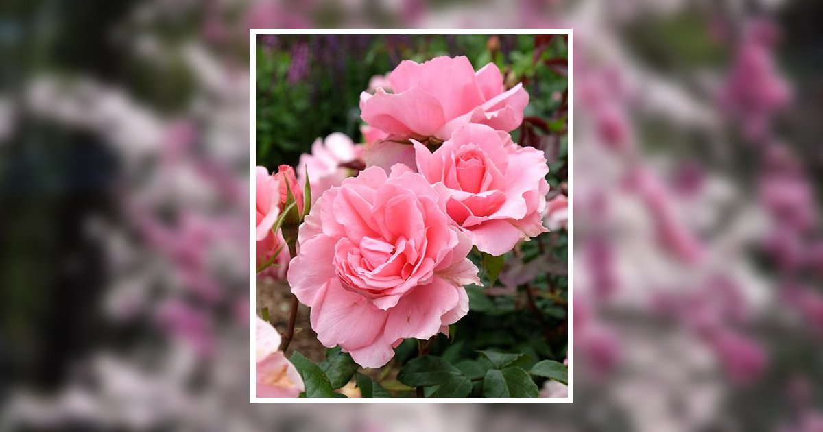 Picture Silvia Mears Fort Worth, TX Obituary