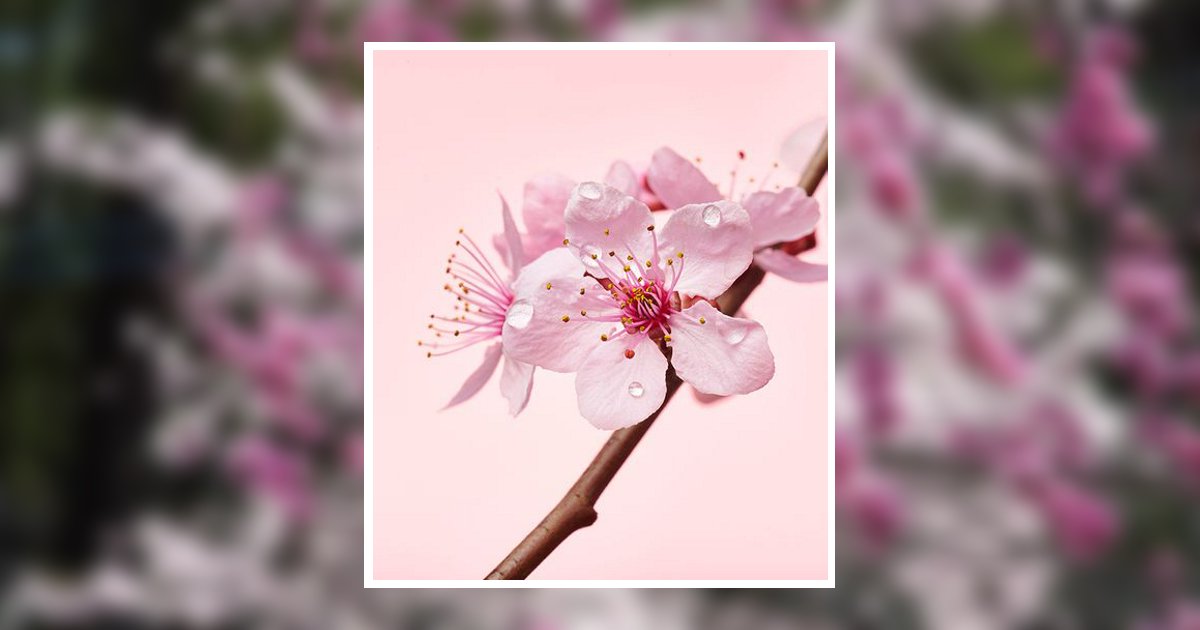 Robin Jean Lawley Melbourne, FL Obituary