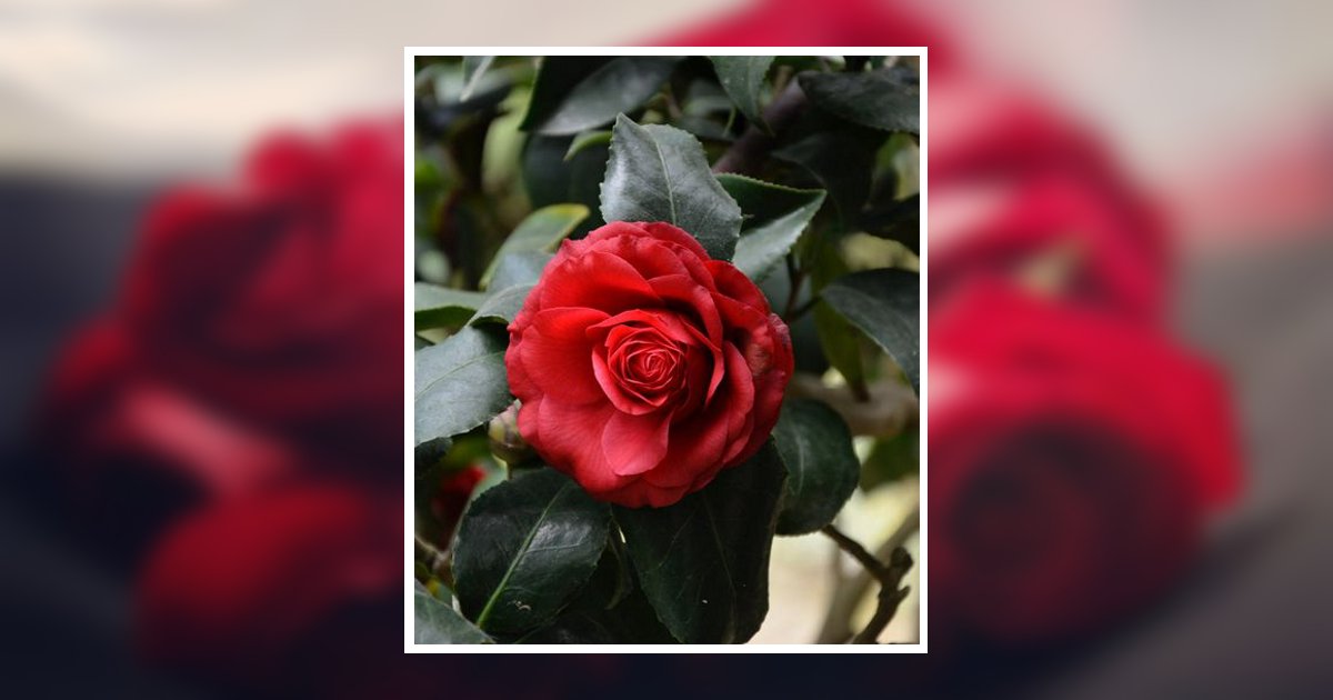 Bonnie E. Mulhern Obituary, Holbrook, NY