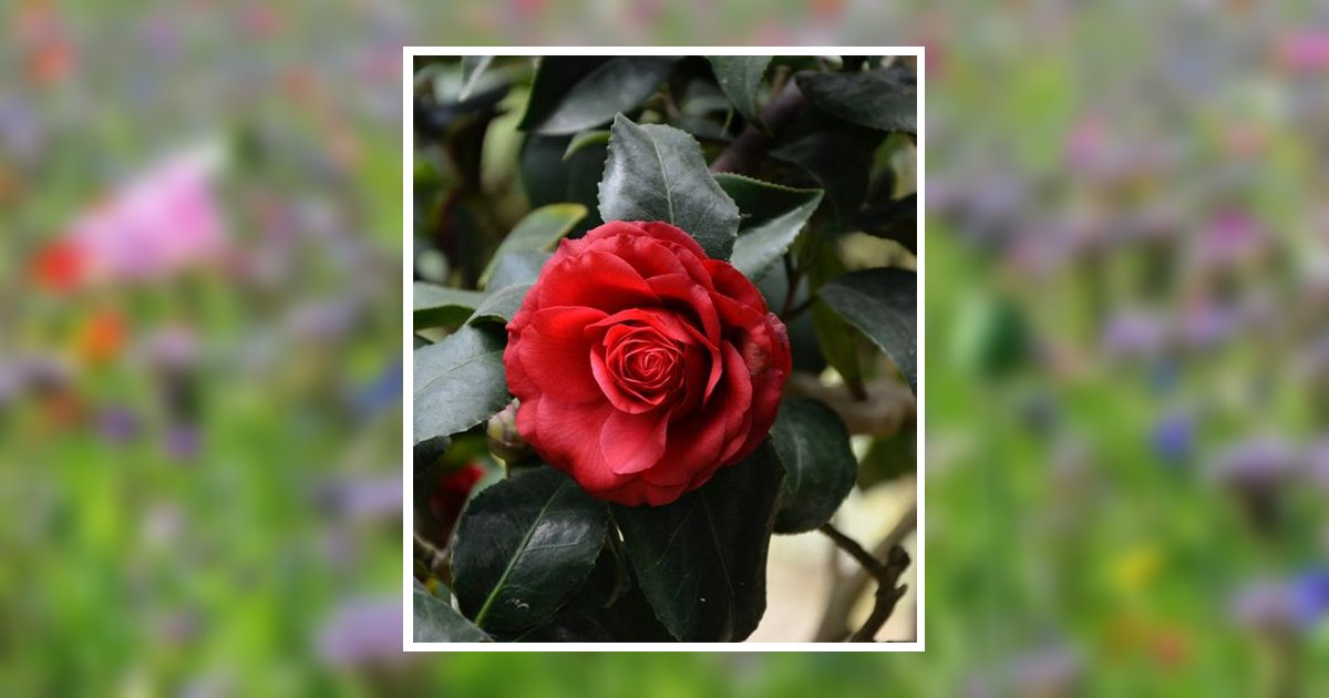 Debra Louise Peterson