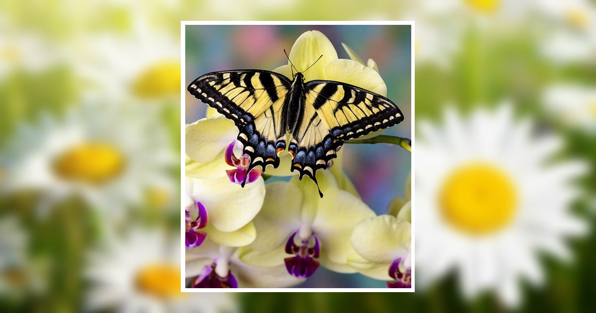 Haevyn Lexley Roose Obituary, Highland, UT