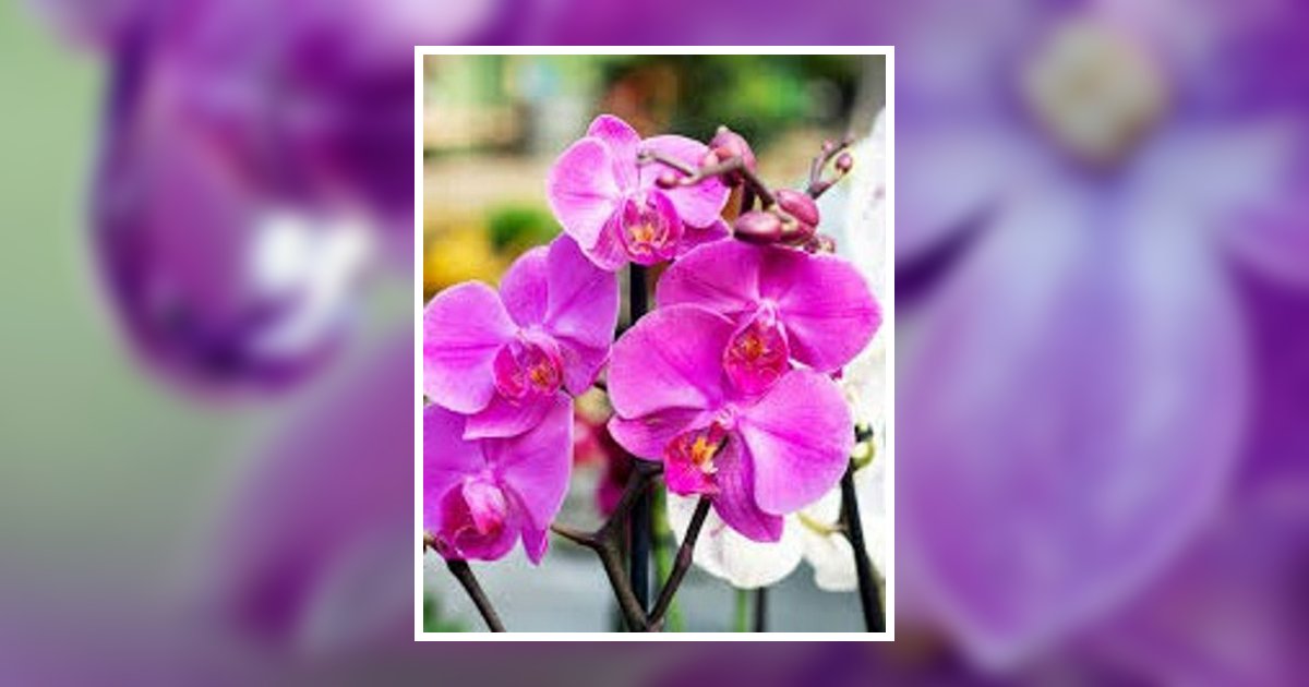 Velma Arledge Jones Livingston, LA Obituary