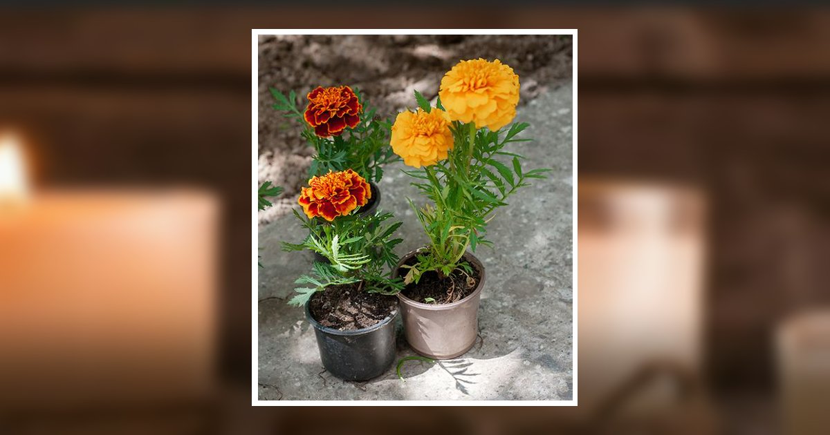 Gloria Andrea Smith Obituary, Plymouth, MI