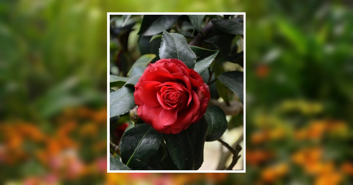 Harvey Roy Mitchell Sr Obituary, Avon Park, FL