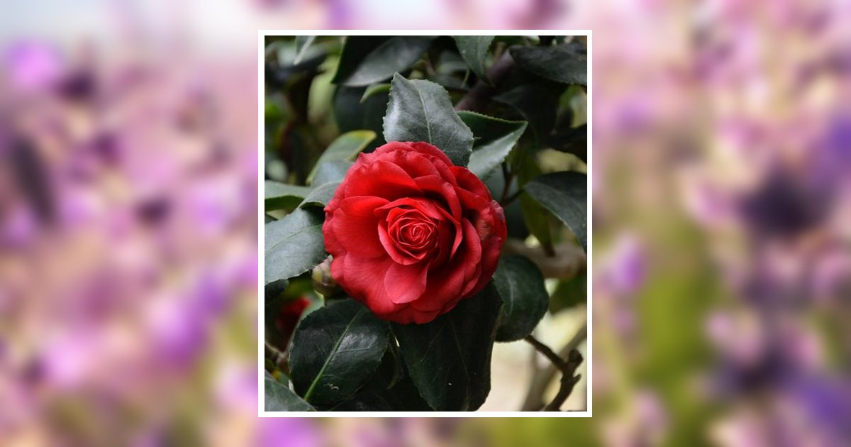 Judy M. Ray Obituary, Morton, MS