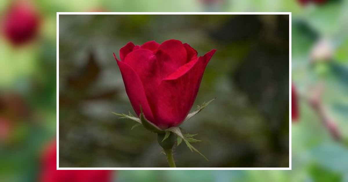 Juanita Marie Smith Obituary, Carrollton, KY