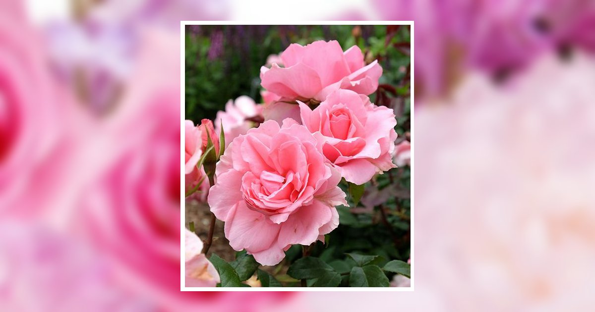 Vanae Rowley Robinson Obituary, Orem, UT