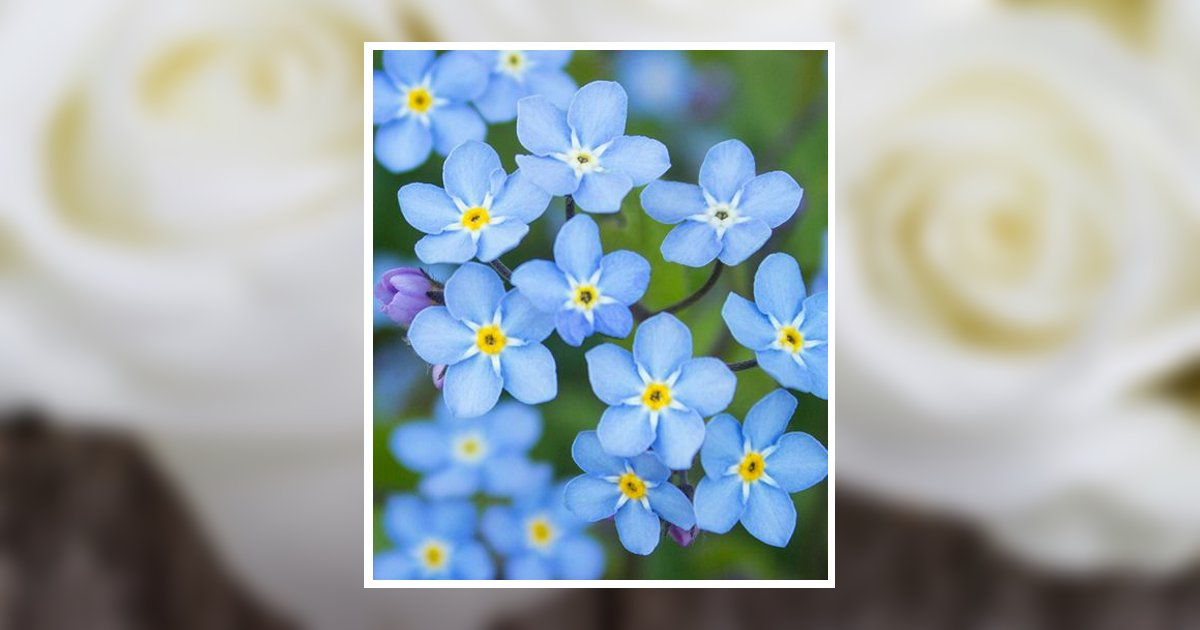 Cheryl Irene Friend Obituary, Decatur, IL