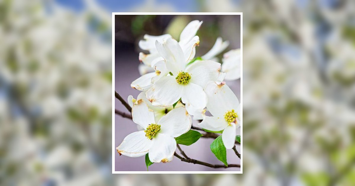 Brenda Ann Britt Armstrong Obituary, Bowling Green, KY