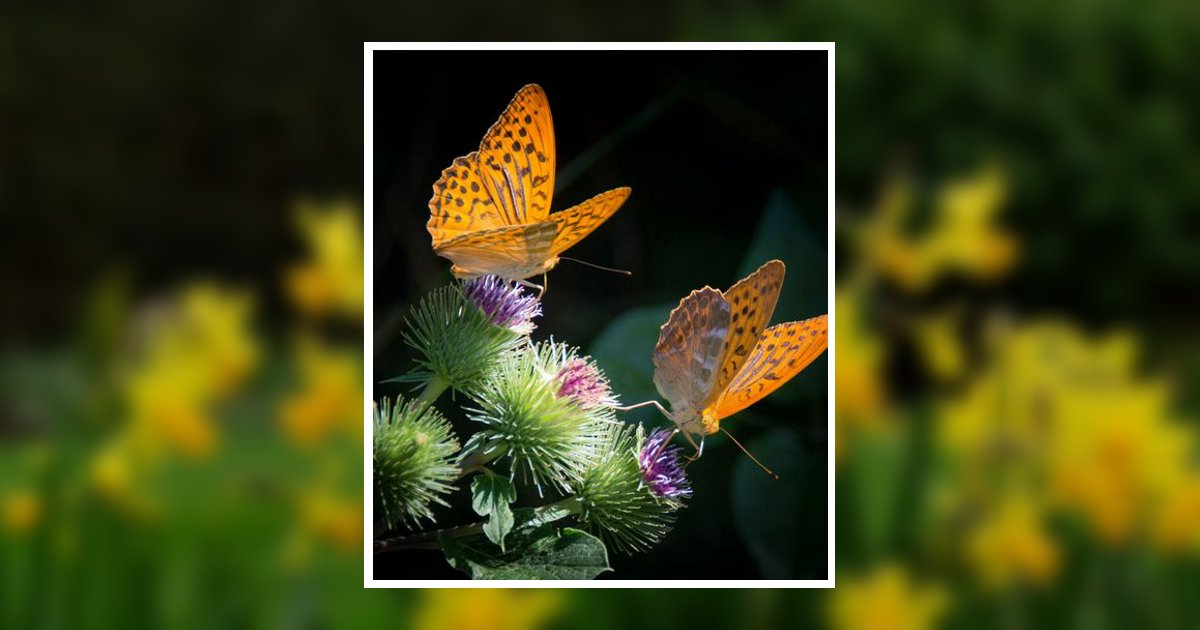 Opal Faye Lee Hiers Obituary 2024 J Henry Stuhr