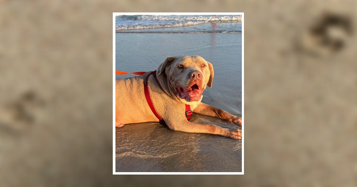 Lighting "L.B." Bolt Roanoke Rapids, NC Obituary