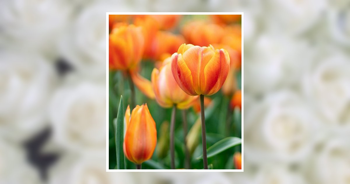 Kerry Anne Collison Obituary, Sandpoint, ID