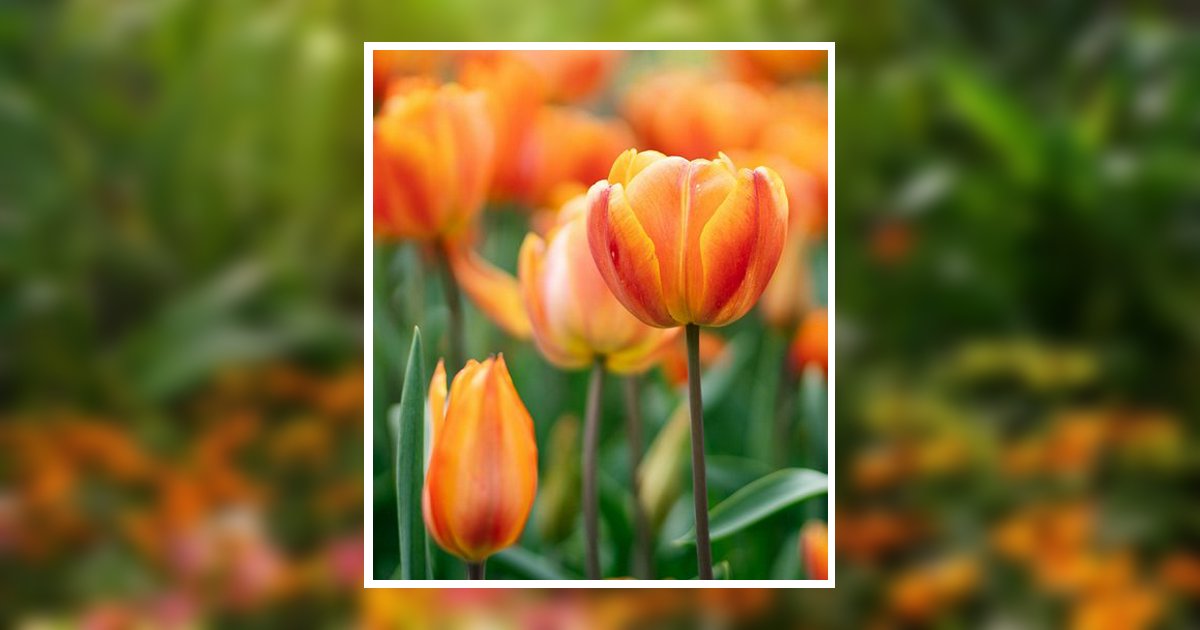 Karen Bartlett Obituary, Dover, OH