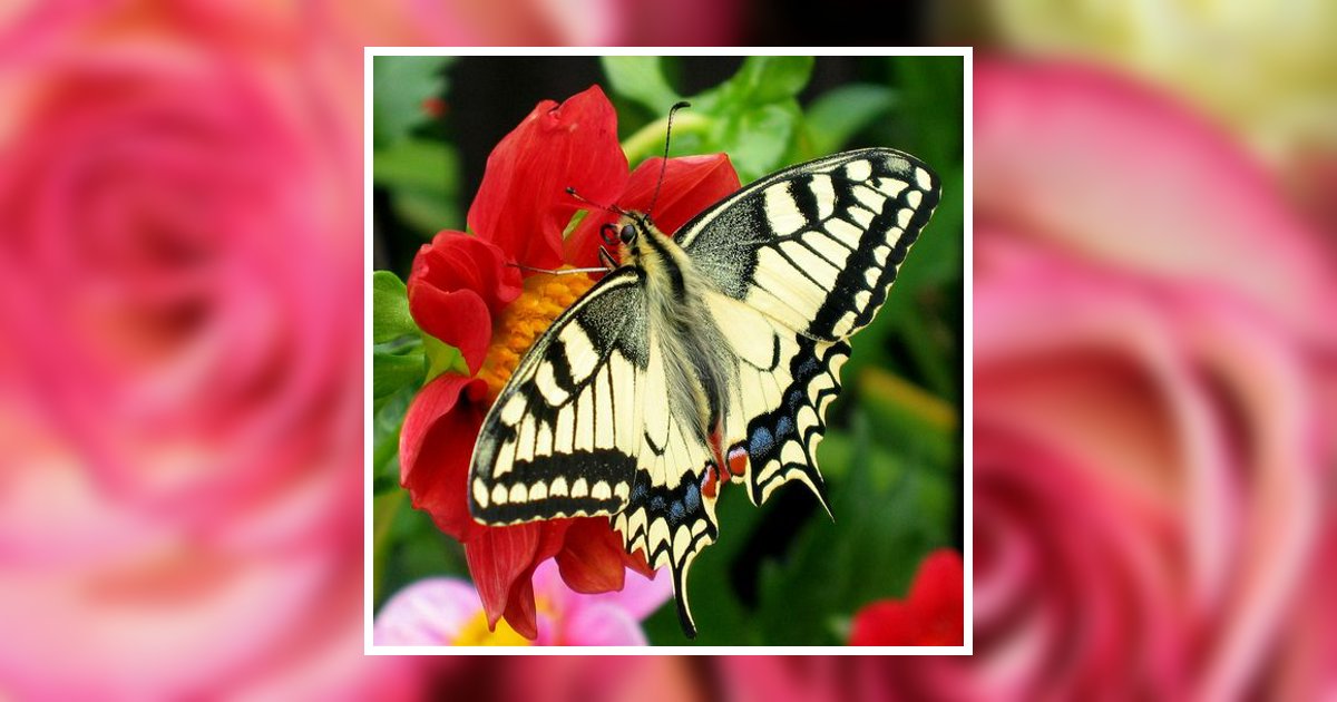 Mary L McIntyre Obituary 2023 Boyd Funeral Home