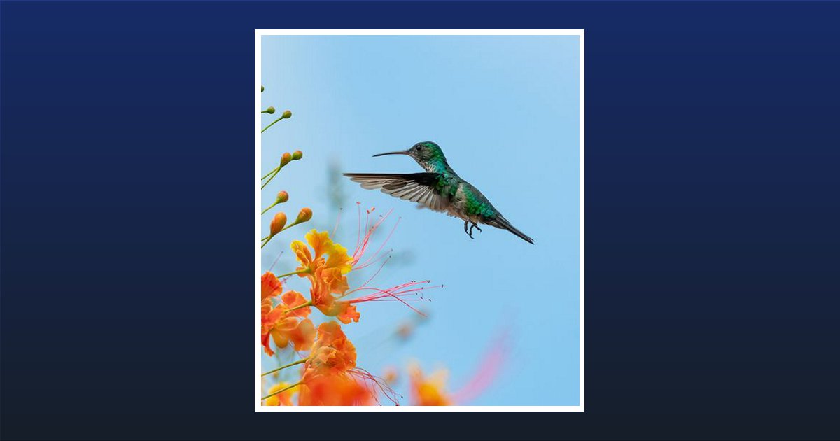 Sandra Meadows Middleton