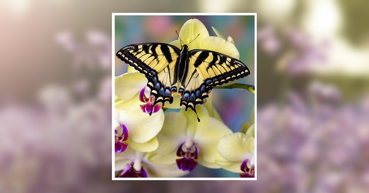 Carolyn Ingram Obituary, Angier, NC