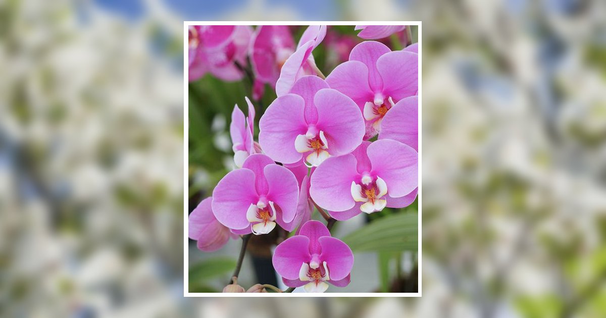 Elizabeth Clark Obituary, Prescott Valley, AZ