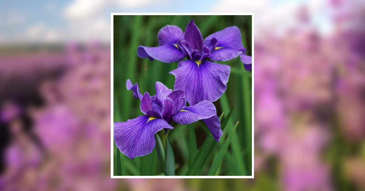 Nancy Irene Ward Frankfort, OH Obituary