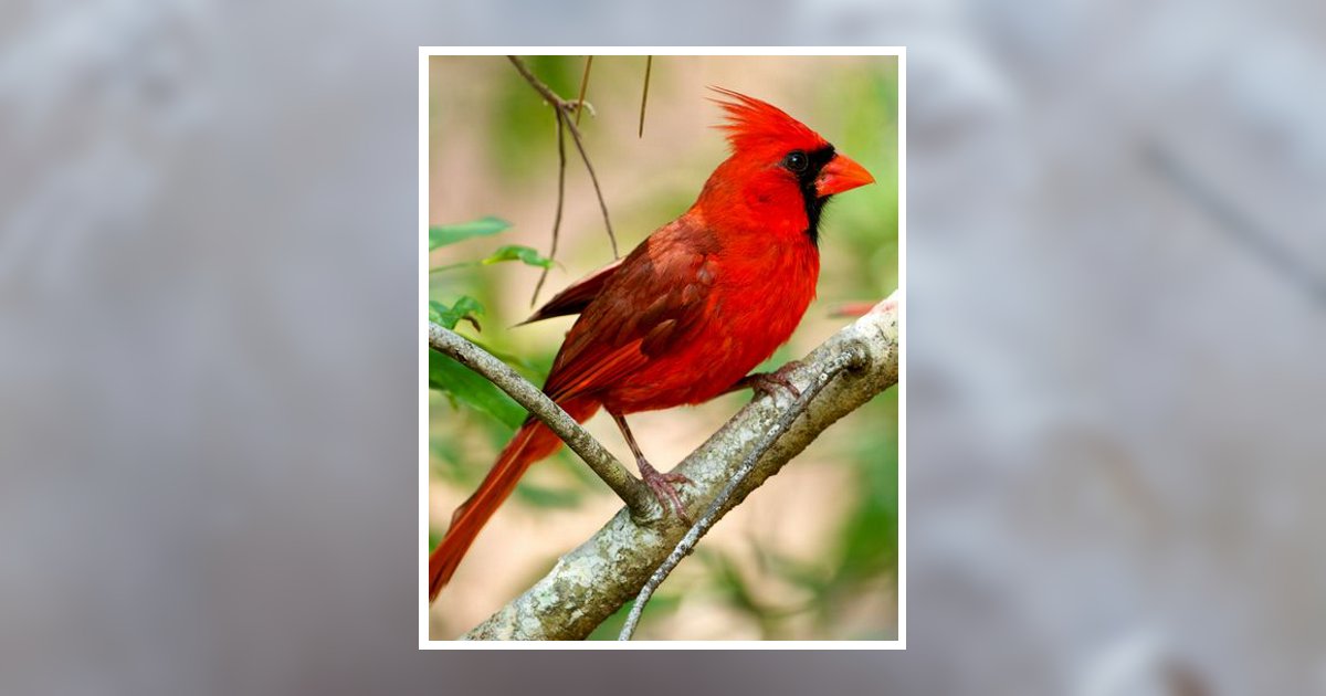 Mahon Scoriels Patton