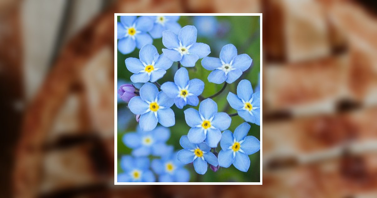 Vickie L. Starner Obituary, Baltimore, OH