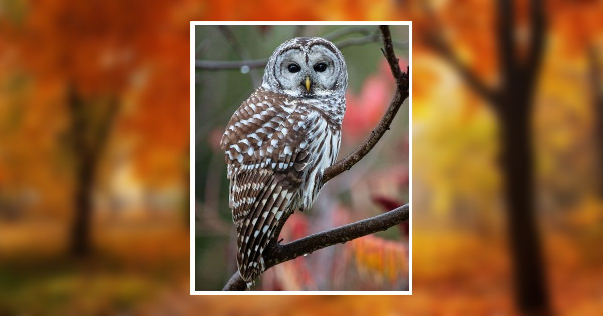 Margaret Lynne Miller Davis Obituary, Troutman, NC