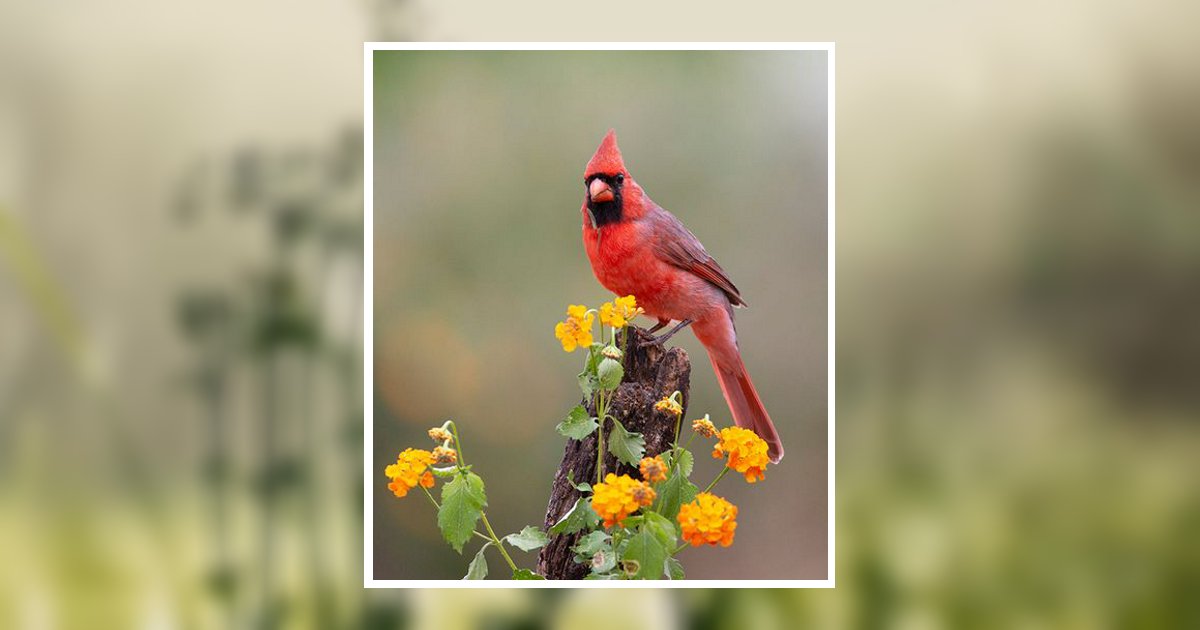 Zina Anne Rumfelt Shamokin, PA Obituary