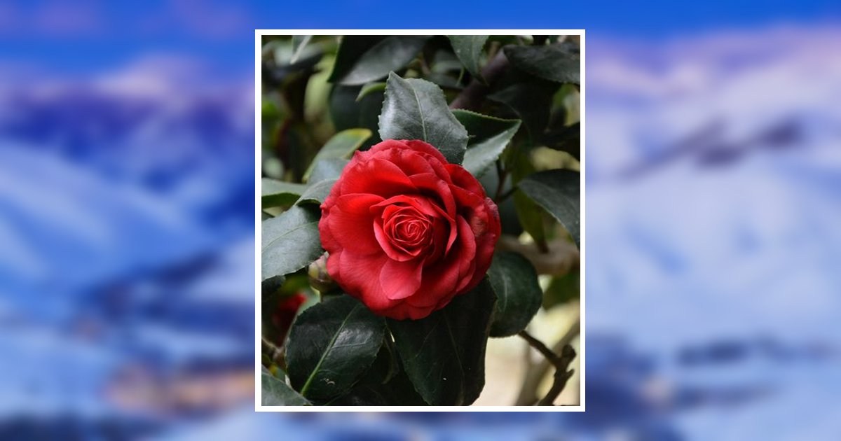 Gayle Elaine Jones Obituary, Twin Falls, ID