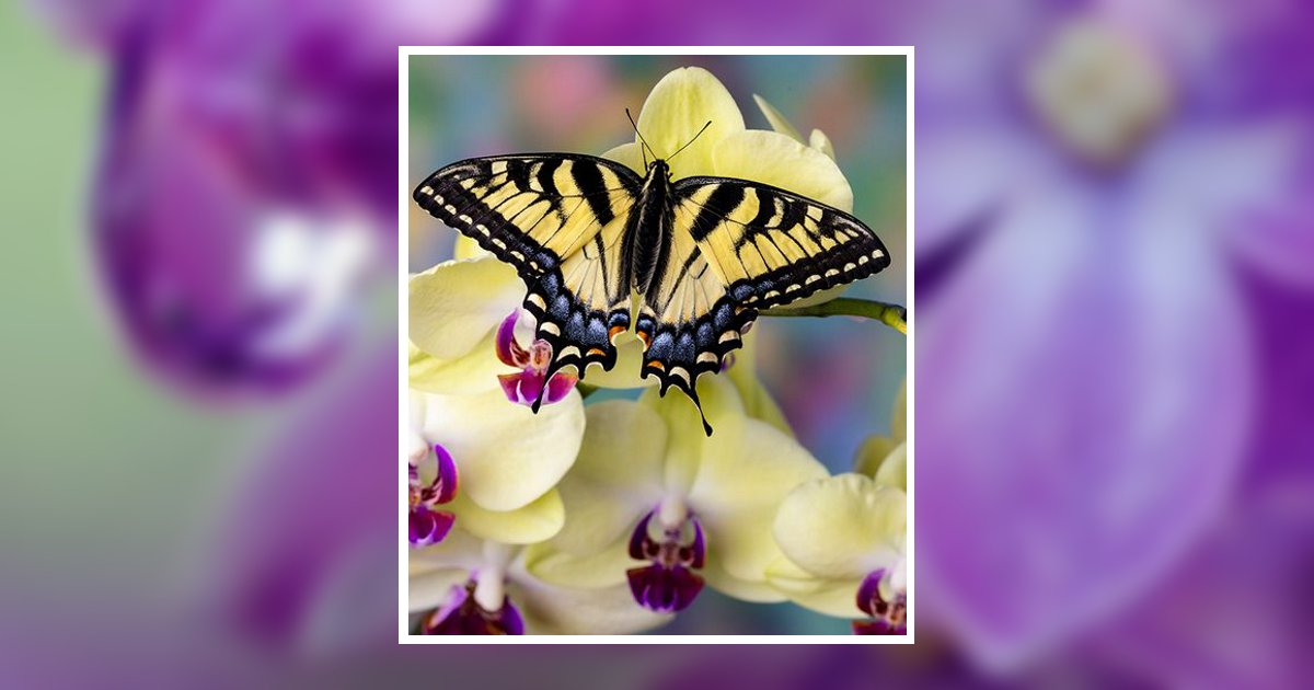 Mossie Renee Roark Obituary, Hyden, KY