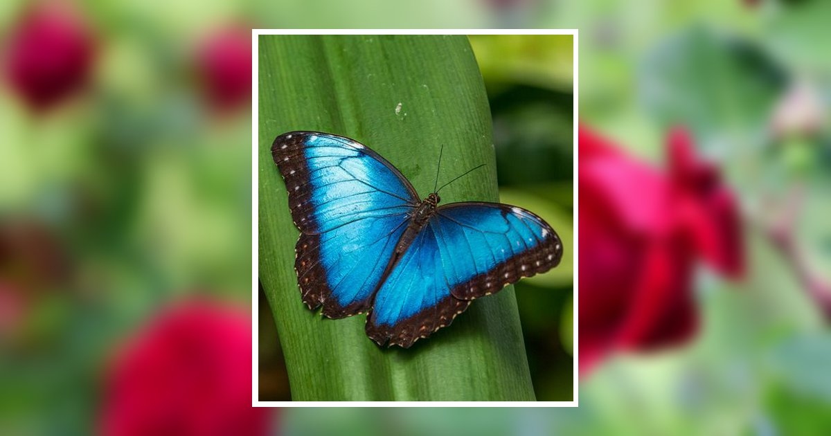 Lillian E. Faust Shamokin, PA Obituary