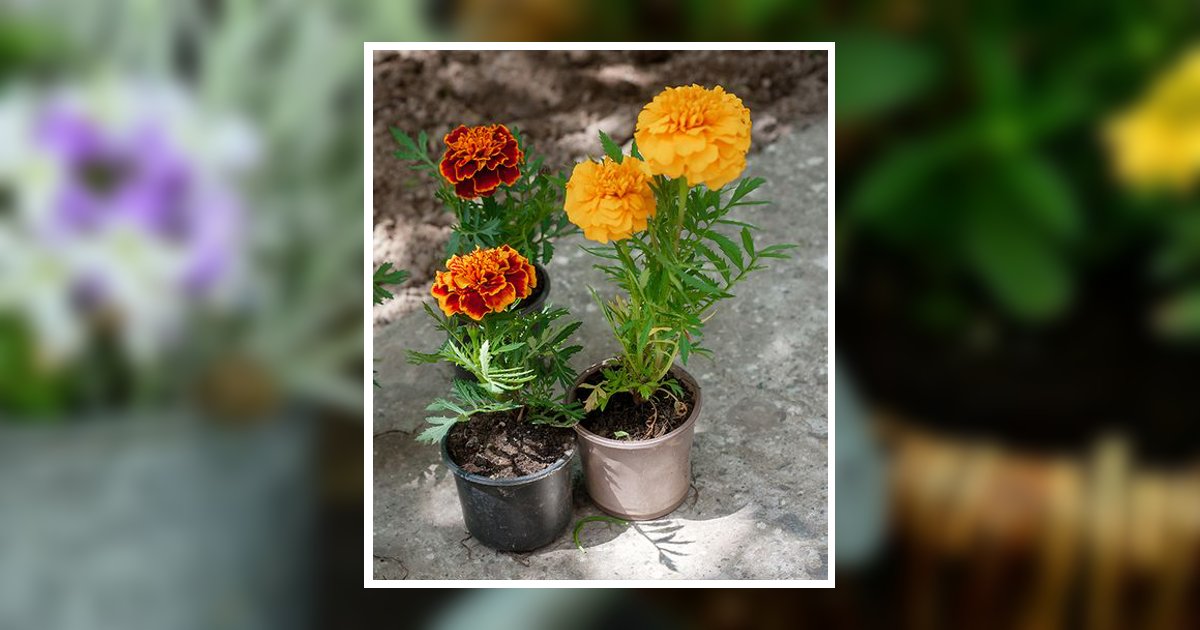 Wilma Kate Young Cardenas Obituary, Rockingham, NC