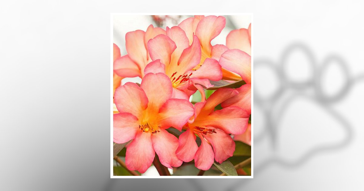 Sophia E. Demoss Obituary, Bedford, PA