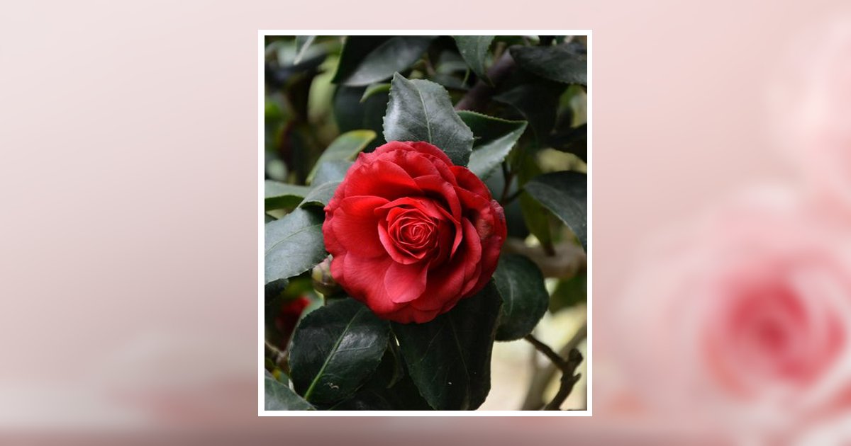 Shirley Jean Mitchell