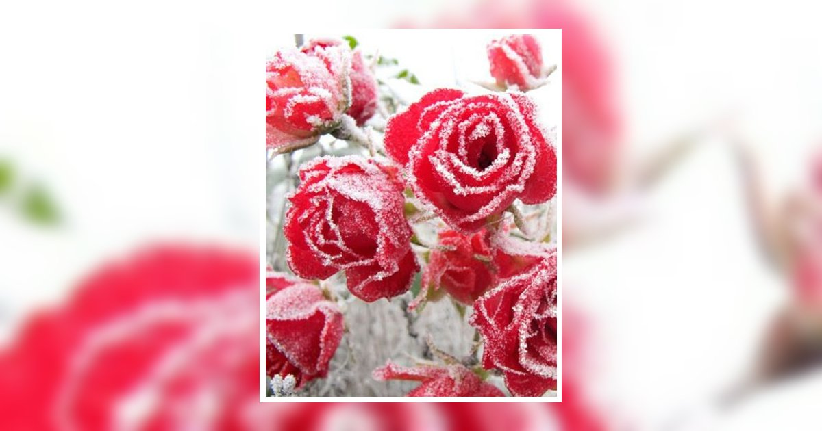 Sheree Welch Waynesboro, TN Obituary