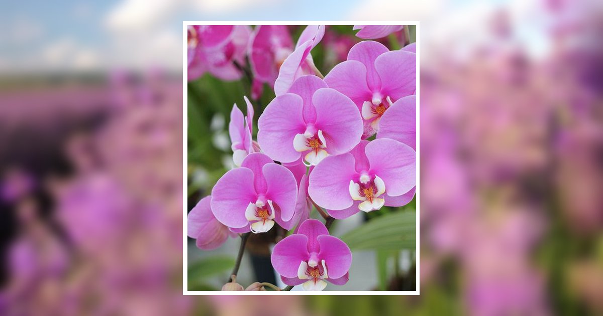 Joyce Jones Mcclenic Akron, OH Obituary