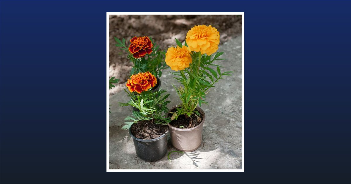 Rosella Ruth Erickson Altoona, WI Obituary