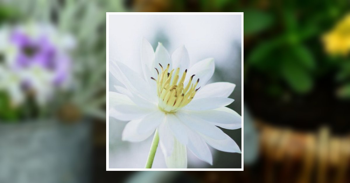 June Henninger Obituary, Bossier City, LA