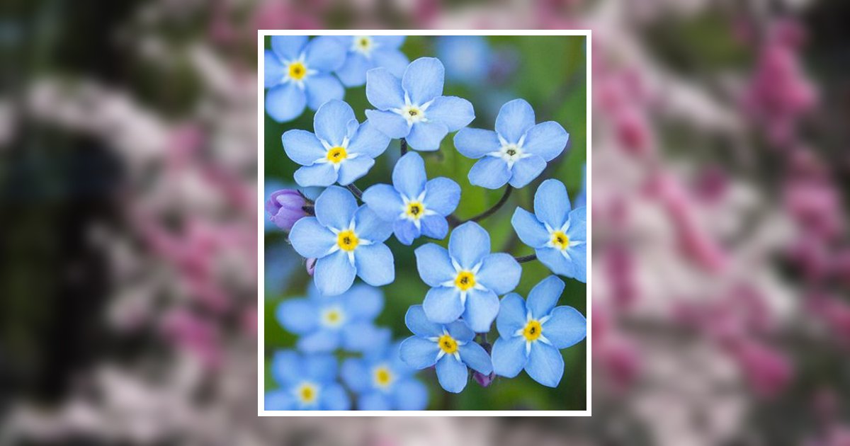 Picture Janet A. Trader Waunakee, WI Obituary