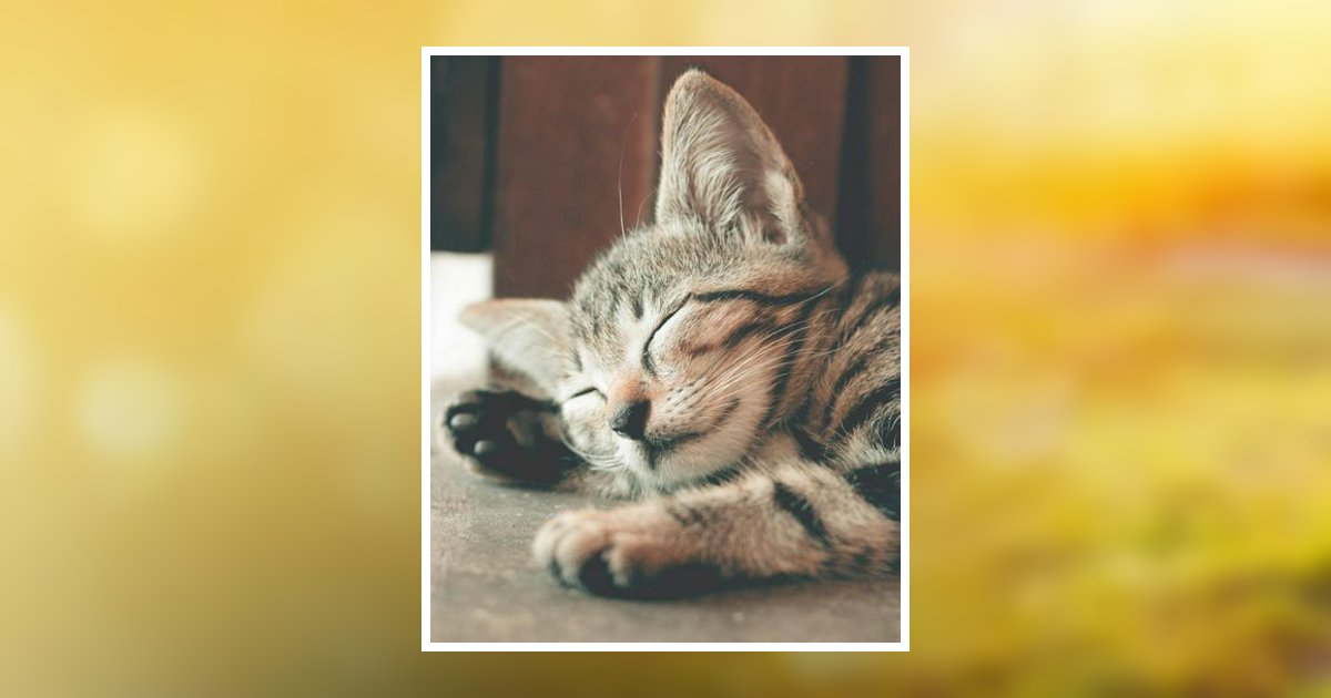 Toni Marie Layfield Obituary, Belpre, OH