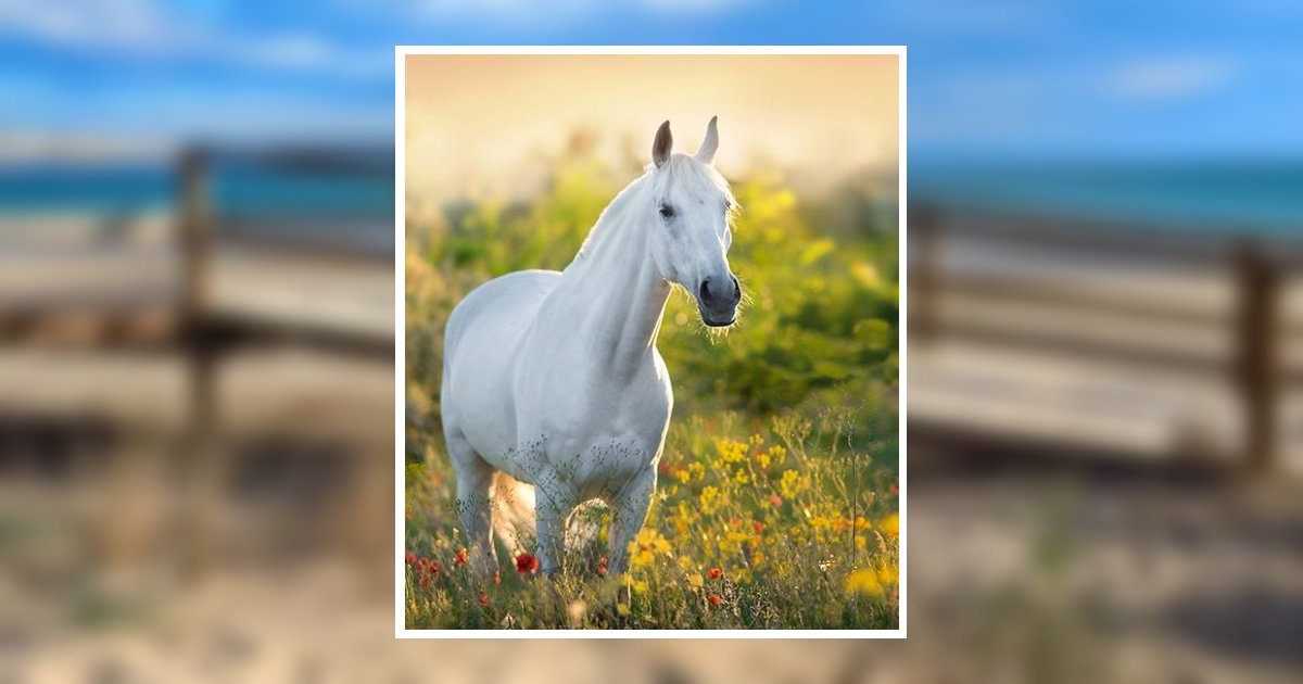 Robert Gunnells Obituary, Raleigh, NC