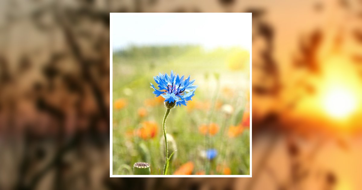 Christine M. Kind Bova Obituary, Waukesha, WI