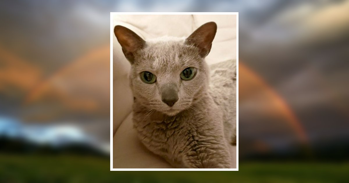 Pasha Seifried West Salem, OH Obituary